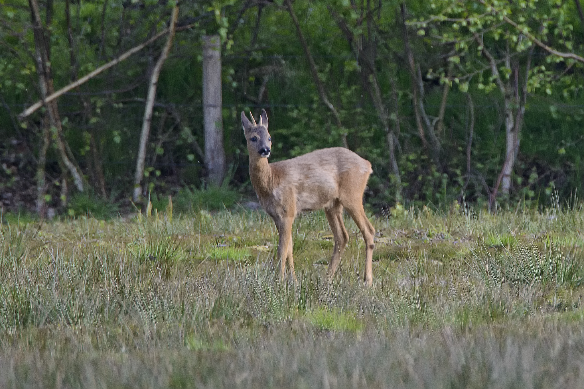 roe
