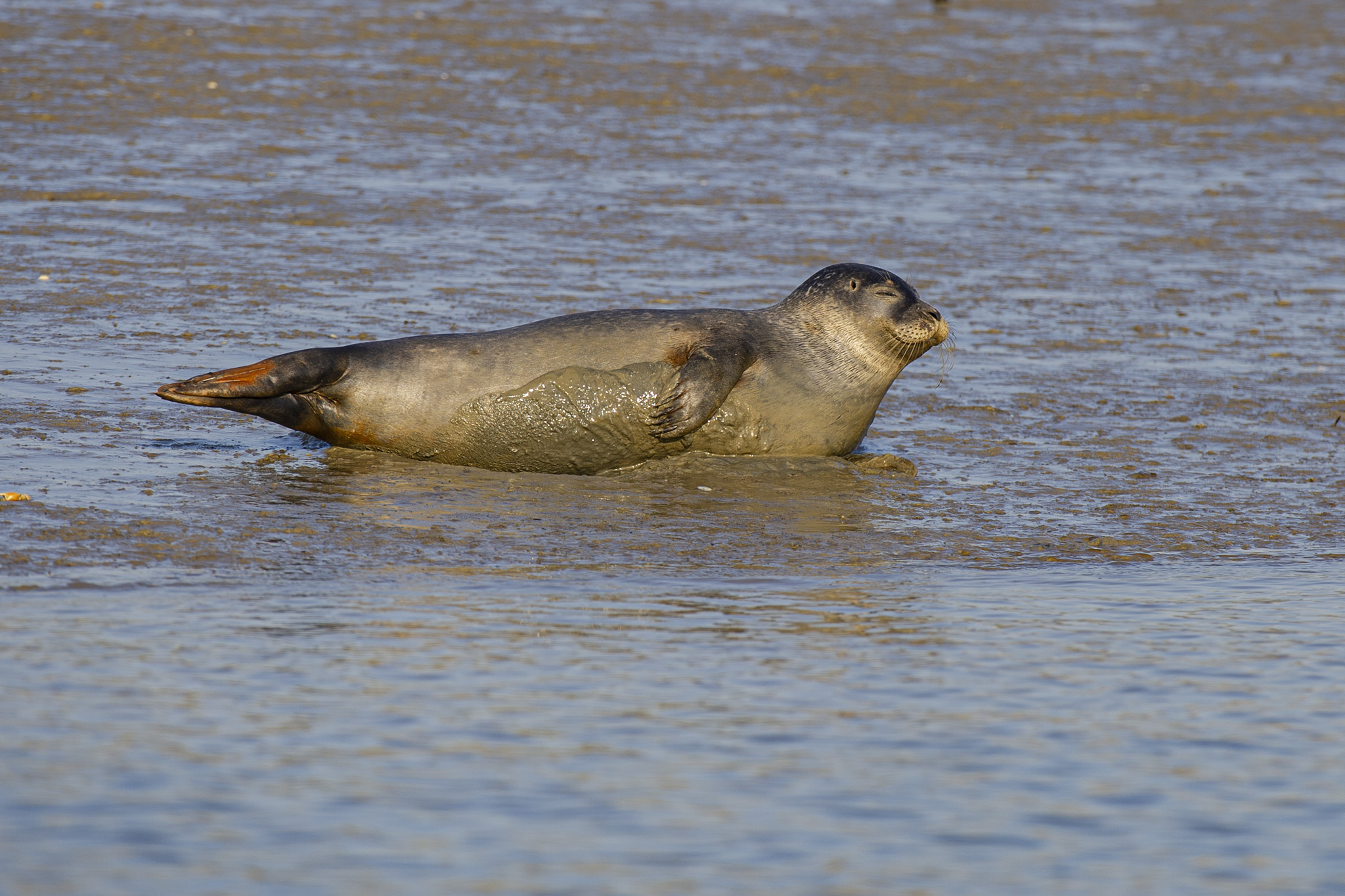seal