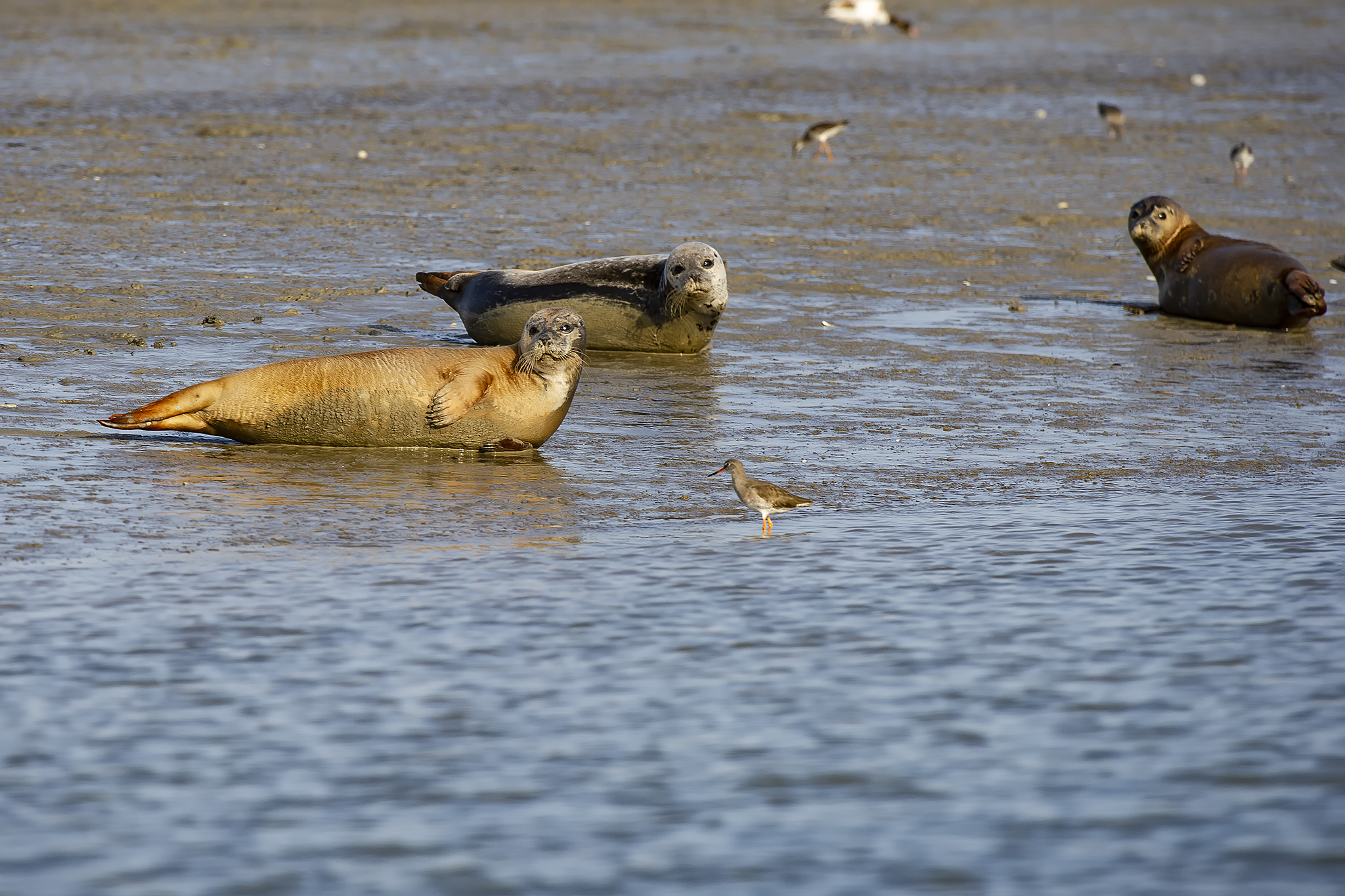 seal