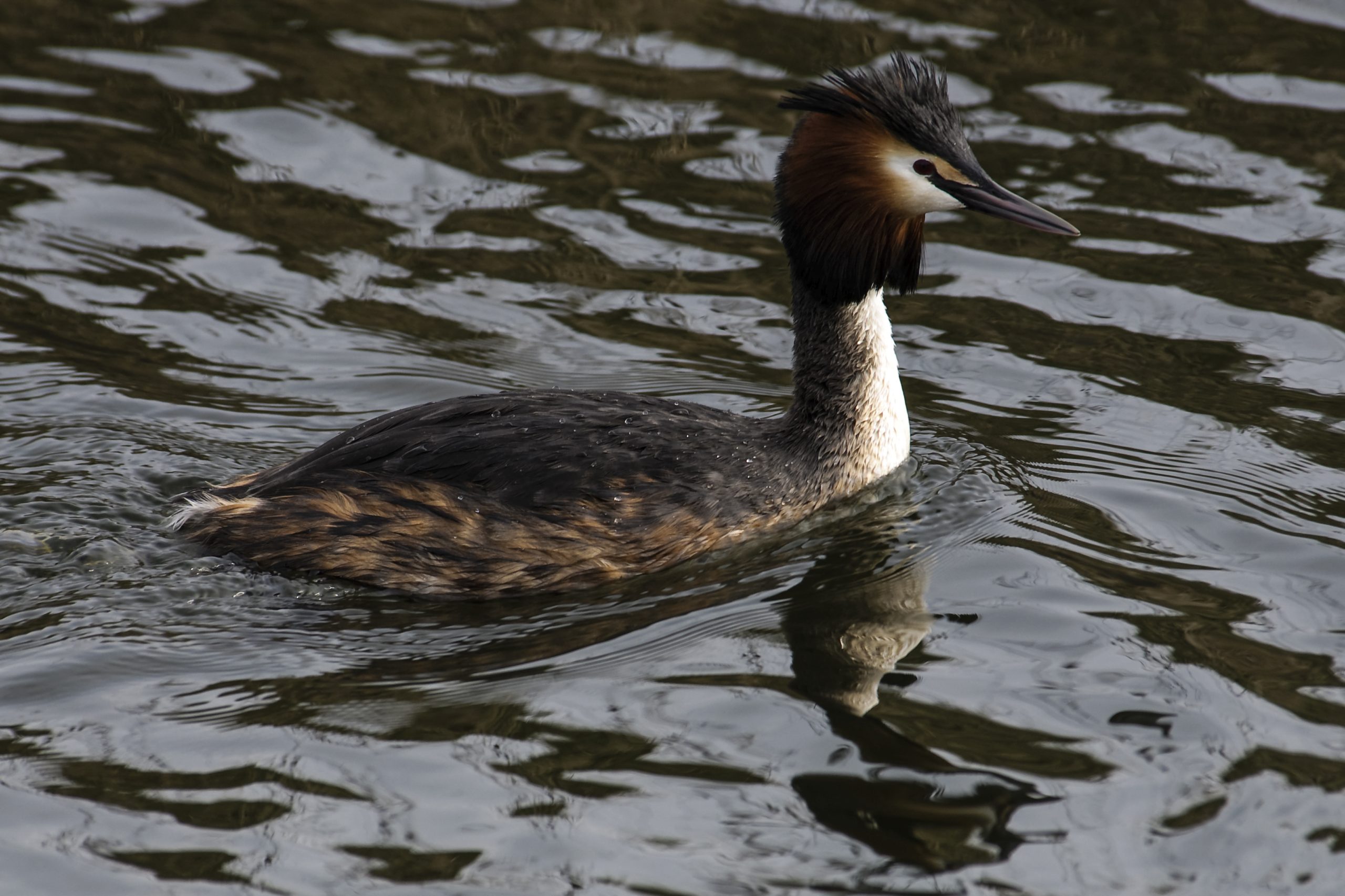 water bird